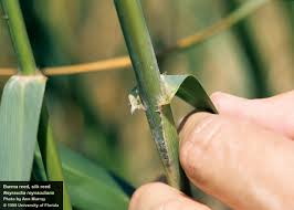 Image result for Rungia paxiana