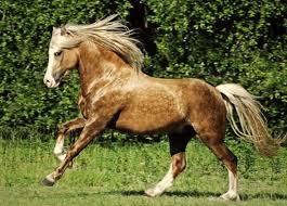 Rocky Mountain Horse Colors Rocky Mountain Horse