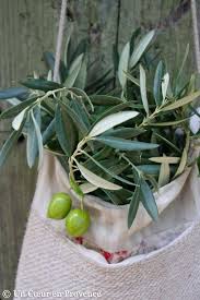 Colors And Shapes Olive Leaves In Liguria Italy Pinned 3 2 15 Olive Branch Olive Tree Olive