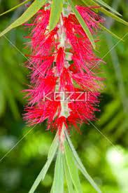 Stringy Flower A Stringy Looking Red Flower Hanging From A Tree Flower Stock Photography Beautiful Flowers Flowers