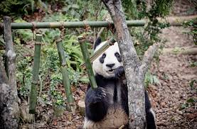 Shenzhen kai jia hotel offers 176. 2nd Time Lucky Kai Kai Trains Up To Make Jia Jia Pregnant This Year Mothership Sg News From Singapore Asia And Around The World