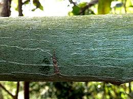 Image result for Adenia gummifera