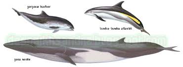 Jelaskan tahapan siklus air pada gambar sesuai nomor! Dhezna World Antara Lumba Lumba Paus Dan Porpoise