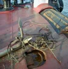 Image result for Aspidoglossum hirundo