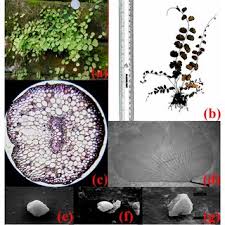 Image result for Asplenium lunulatum