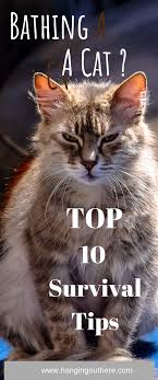 Bathing A Cat 10 Survival Tips The Cat Hangout Funny Cats And Dogs Cat Training Cat Care