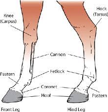 From the chart below, check your measurement against those in the left column and match up to the seat sizes in the right column. Disorders Of The Fetlock And Pastern In Horses Horse Owners Merck Veterinary Manual