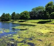 Image result for Photo of Seaweed bloom