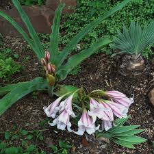 Image result for Crinum lugardiae