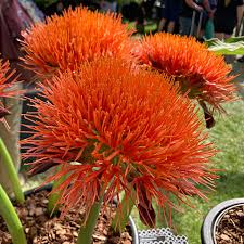 Image result for Scadoxus multiflorus