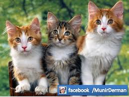 Munir Derman K S Kedi Dr Munir Derman Kedi Nankor Degildir Kedi Hurriyetine Cok Duskundur Kedi Kulaklariyla Da Gorur Radari Vardir Kedi Cok Sabirlidir Kedi Abdest Edecegi Zaman Yeri Kazar