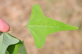 Image result for Eriosema monticola