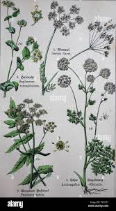 Image result for Apiaceae