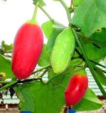 Image result for Coccinia