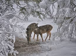 Weitere ideen zu winterwunderland, winterbilder, winter. 30 Hintergrundbilder Winter Tiere Besten Bilder Von Ausmalbilder