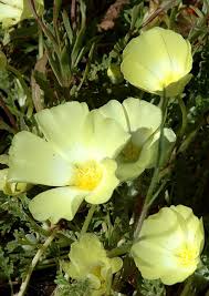 Image result for Grielum