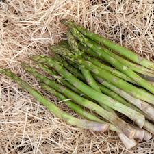 A spiky, shade loving plant does well at the center of. Jersey Knight Asparagus Plants For Sale Free Shipping