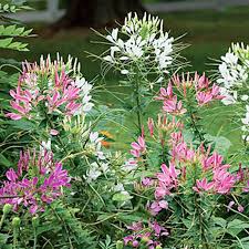 Image result for Cleome densifolia