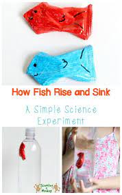 If you've ever planned a fishing trip around freshwater fish spawning times, you may already know that the bite can be consistent and incredibly exciting. Easy Cartesian Diver Experiment With A Fishy Twist Science Experiments For Preschoolers Science Activities For Kids Spring Science Experiments