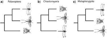 Image result for Pterygota