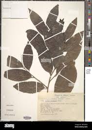 Image result for Casearia gladiiformis