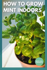 Freshen up your home with your very own mint plant. How To Grow Mint Indoors In A Pot Or Container Eco Peanut