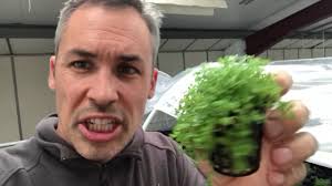 Hemianthus cuba, Hemianthus callitrichoides (Baby Tears), HC, these are my  3 tips for growing it.