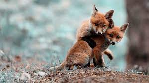 Check spelling or type a new query. Cute Baby Foxes Wallpaper 2560x1440 Id 61249 Wallpapervortex Com