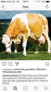 Check spelling or type a new query. Simmental Fleckvieh Austriaco La Raza Genetic Costa Rica Facebook
