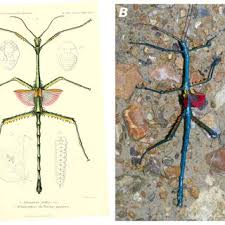 Image result for Sericanthe leonardii