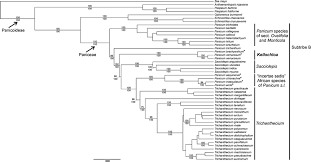 Image result for Panicum heterostachyum