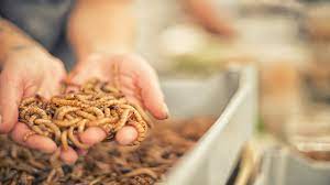 (the live crickets will jump from the pile to the corners) wash water bottle, refill and put back (or replace water crystals), add grain. A Perfect Care Guide On Rearing Mealworms For Your Pets Pet Ponder