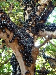 Tree is the first search, fruit is the seizure. Jabuticaba The Tree That Fruits On Its Trunk Kuriositas