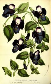 Image result for Hartliella