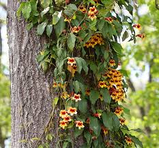 Image result for Bignonia capreolata