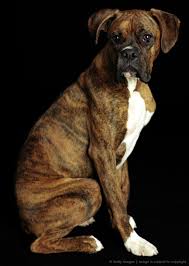 Boxer Dog Black And Brown Puppy Boxer Dog On Black Background Click Here To Find Out More Https Googydog Com Boxer Dogs Brindle Boxer Boxer Puppies