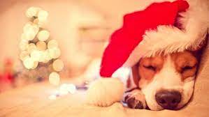 Puppies for christmas by cardinal xd on vimeo, the home for high quality videos and the people who love them. 21 Puppies Who Are So Ready For Christmas Entertainment Tonight