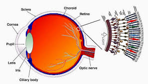 The cornea is shaped like a dome and bends light to help the eye focus. How Does The Human Eye Work