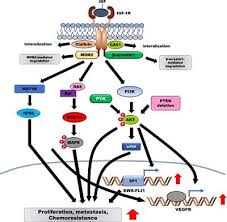 Convert (exchange rate) eurozone euro to unussedleo. Frontiers The Role Of Tyrosine Kinases As A Critical Prognostic Parameter And Its Targeted Therapies In Ewing Sarcoma Cell And Developmental Biology
