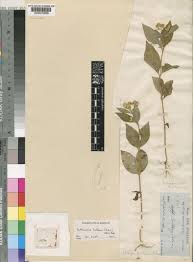 Image result for Bothriocline