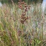 Image result for Juncus kraussii