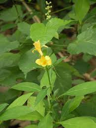Image result for Barleria tanzaniana