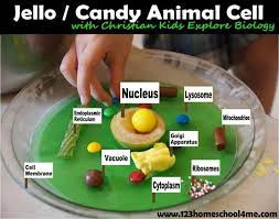 L➤ easy animal cell model ✅. 10 Awesome Ways To Make A Cell Model Weird Unsocialized Homeschoolers
