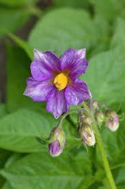 Image result for Solanum tuberosum
