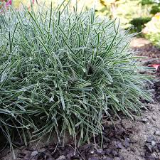 Image result for Ficinia