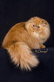 46 best ideas cats persian himalayan beautiful cats himalayan persian cats cats