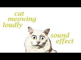 Cat Meowing Loudly Sound Effect Animation Animal Sounds Animal Books Funny Animal Videos