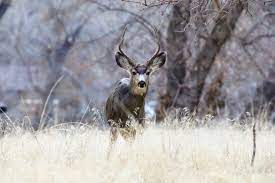 Getting Started In Wildlife Photography Wildlife Photography Wildlife Wildlife Animals