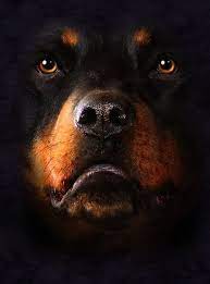 Rottweiler Dog Face Rottweiler Puppies Rottweiler Dog