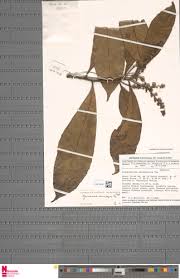 Image result for Argomuellera